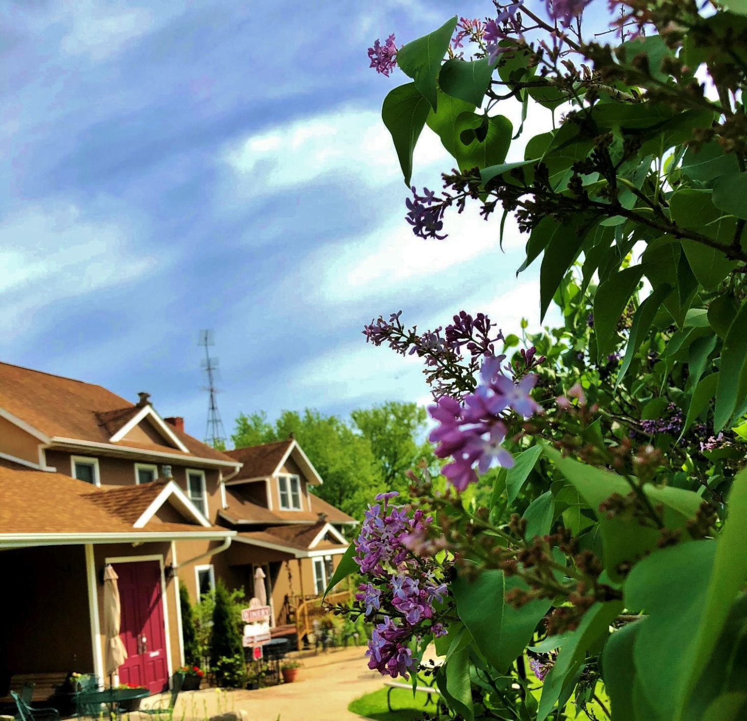 Purple lilac